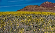 Geraea canescens 16-6207-10